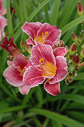 Cute As Can Be Daylily (Hemerocallis 'Cute As Can Be') at Stonegate Gardens