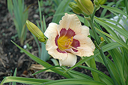 Arrive at Five Daylily (Hemerocallis 'Arrive at Five') at Stonegate Gardens
