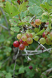 Pixwell Gooseberry (Ribes 'Pixwell') at Stonegate Gardens