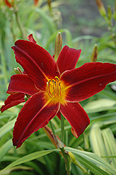 Indian Love Call Daylily (Hemerocallis 'Indian Love Call') at Stonegate Gardens