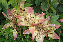 Italia Lily (Lilium 'Italia') at Stonegate Gardens