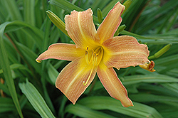 Marcus Perry Daylily (Hemerocallis 'Marcus Perry') at Stonegate Gardens