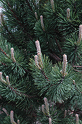 Tannenbaum Mugo Pine (Pinus mugo 'Tannenbaum') at Stonegate Gardens