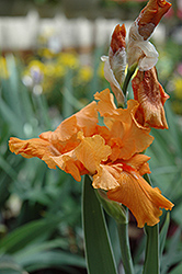 Firebreather Iris (Iris 'Firebreather') at Stonegate Gardens
