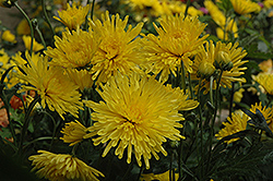 Suncatcher Chrysanthemum (Chrysanthemum 'Suncatcher') at Stonegate Gardens
