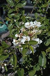 Romeo Cherry (Prunus 'Romeo') at Stonegate Gardens