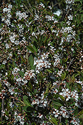 Black Nanking Cherry (Prunus tomentosa 'Nigra') at Stonegate Gardens
