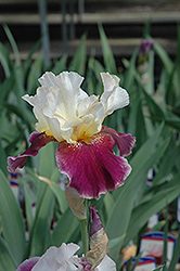 Crimson Snow (Iris 'Crimson Snow') at Stonegate Gardens