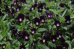 Bowles Black Pansy (Viola cornuta 'Bowles Black') at Stonegate Gardens
