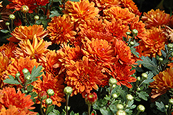 Argos Orange Chrysanthemum (Chrysanthemum 'Argos Orange') at Stonegate Gardens