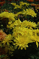 Firecracker Yellow Chrysanthemum (Chrysanthemum 'Firecracker Yellow') at Stonegate Gardens