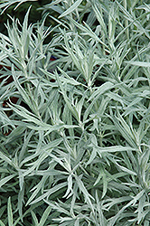 Silver Queen Artemisia (Artemisia ludoviciana 'Silver Queen') at A Very Successful Garden Center