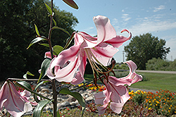 Northern Star Lily (Lilium 'Northern Star') at Wallitsch Nursery And Garden Center