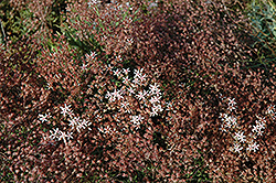 Royal Pink Stonecrop (Sedum spurium 'Royal Pink') at Stonegate Gardens