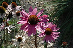 Tennessee Coneflower (Echinacea tennesseensis) at Stonegate Gardens