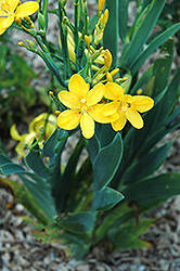 Hello Yellow Blackberry Lily (Belamcanda chinensis 'Hello Yellow') at Stonegate Gardens