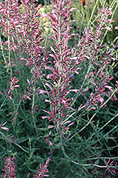 Pink Panther Hyssop (Agastache 'Pink Panther') at Stonegate Gardens