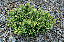 Limeglow Juniper (Juniperus horizontalis 'NOSIg') at Lakeshore Garden Centres