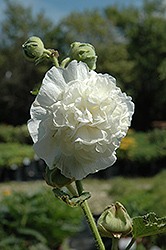 Chater's Double White Hollyhock (Alcea rosea 'Chater's Double White') at Stonegate Gardens