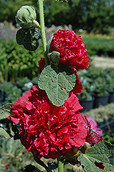 Chater's Double Red Hollyhock (Alcea rosea 'Chater's Double Red') at Stonegate Gardens
