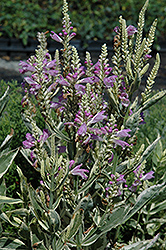 Variegated Obedient Plant (Physostegia virginiana 'Variegata') at A Very Successful Garden Center