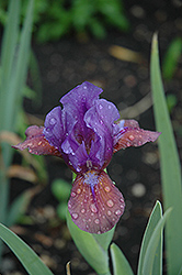 Grape Cordial Iris (Iris 'Grape Cordial') at Stonegate Gardens