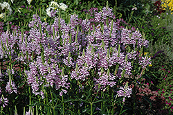 Obedient Plant (Physostegia virginiana) at Lakeshore Garden Centres