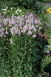 Obedient Plant (Physostegia virginiana) at Lakeshore Garden Centres