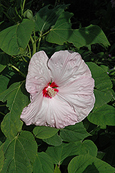 Southern Belle Hibiscus (Hibiscus moscheutos 'Southern Belle') at Stonegate Gardens