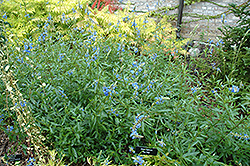 Bog Sage (Salvia uliginosa) at Stonegate Gardens