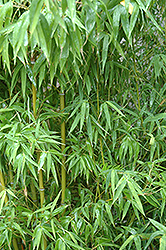 Yellow Grove Bamboo (Phyllostachys aureosulcata) at Lakeshore Garden Centres