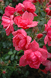 Lady Elsie May Rose (Rosa 'Lady Elsie May') at Lakeshore Garden Centres