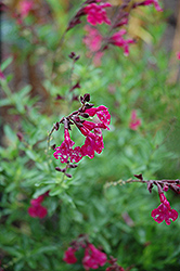 Raspberry Royal Sage (Salvia greggii 'Raspberry Royal') at Stonegate Gardens