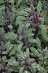 Tricolor Sage (Salvia officinalis 'Tricolor') at Stonegate Gardens