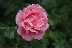 Queen Elizabeth Rose (Rosa 'Queen Elizabeth') at Stonegate Gardens
