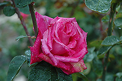 Swarthmore Rose (Rosa 'Swarthmore') at Stonegate Gardens