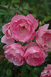 Simplicity Rose (Rosa 'Simplicity') at Stonegate Gardens