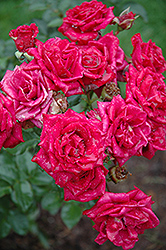 Chess Rose (Rosa 'Chess') at Stonegate Gardens