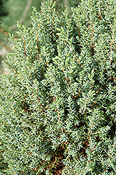 Miniature Juniper (Juniperus communis 'Miniature') at Stonegate Gardens