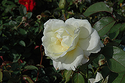 Macy's Pride Rose (Rosa 'BAIcream') at Stonegate Gardens