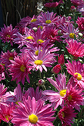 Dark Pink Daisy Chrysanthemum (Chrysanthemum 'Dark Pink Daisy') at Lakeshore Garden Centres