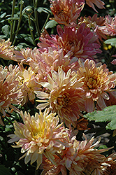 Adorable Pink Chrysanthemum (Chrysanthemum 'Adorable Pink') at Stonegate Gardens