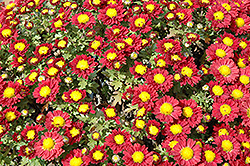 Red Daisy Chrysanthemum (Chrysanthemum 'Red Daisy') at Stonegate Gardens