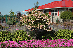 Tree Form Pee Gee Hydrangea (Hydrangea paniculata 'Grandiflora (tree form)') at Lakeshore Garden Centres