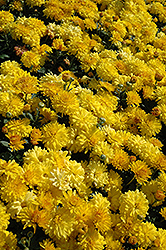 Sunny Igloo Chrysanthemum (Chrysanthemum 'Sunny Igloo') at Stonegate Gardens
