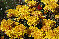 Duluth Chrysanthemum (Chrysanthemum 'Duluth') at Stonegate Gardens
