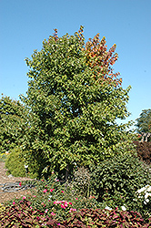 Sienna Glen Maple (Acer x freemanii 'Sienna') at Stonegate Gardens