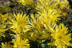 Golden Star Chrysanthemum (Chrysanthemum 'Golden Star') at Stonegate Gardens