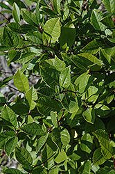 Jim Dandy Winterberry (Ilex verticillata 'Jim Dandy') at Stonegate Gardens