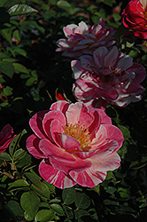 Fiesta Rose (Rosa 'Fiesta') at Stonegate Gardens